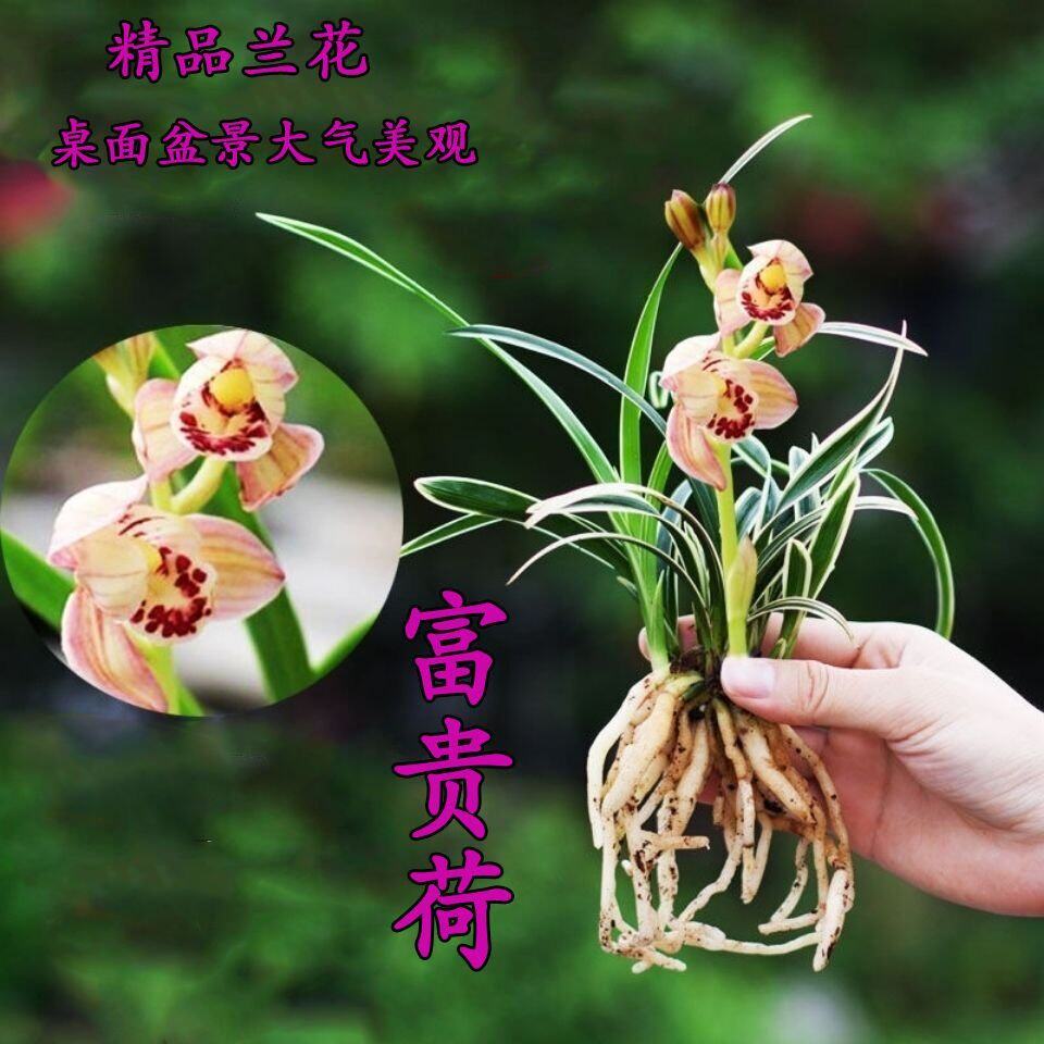 当年开花 浓香型兰花苗【富贵荷】 金边矮种线艺名贵室内花卉大全