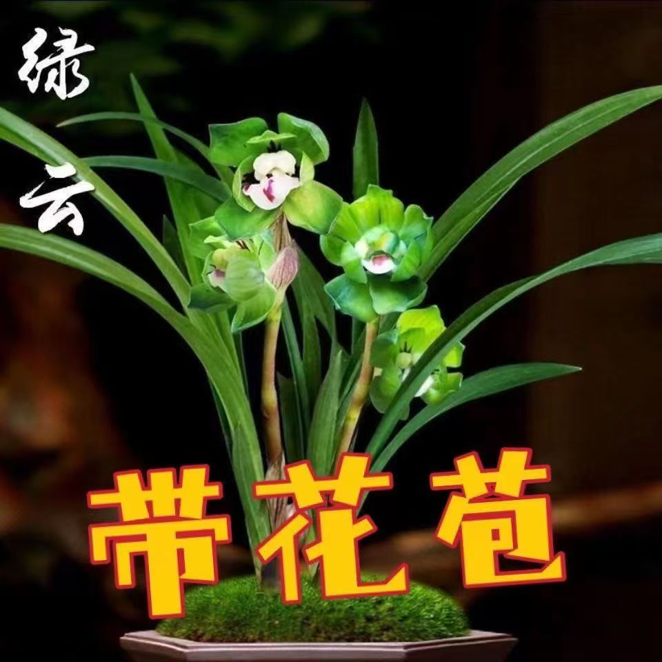 7月到12月带花苞浓香型兰花苗【绿云】花卉大全室内外盆栽绿植