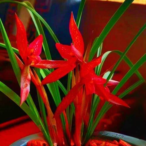 带花苞兰花春兰【红丝】室内外庭院花卉盆栽