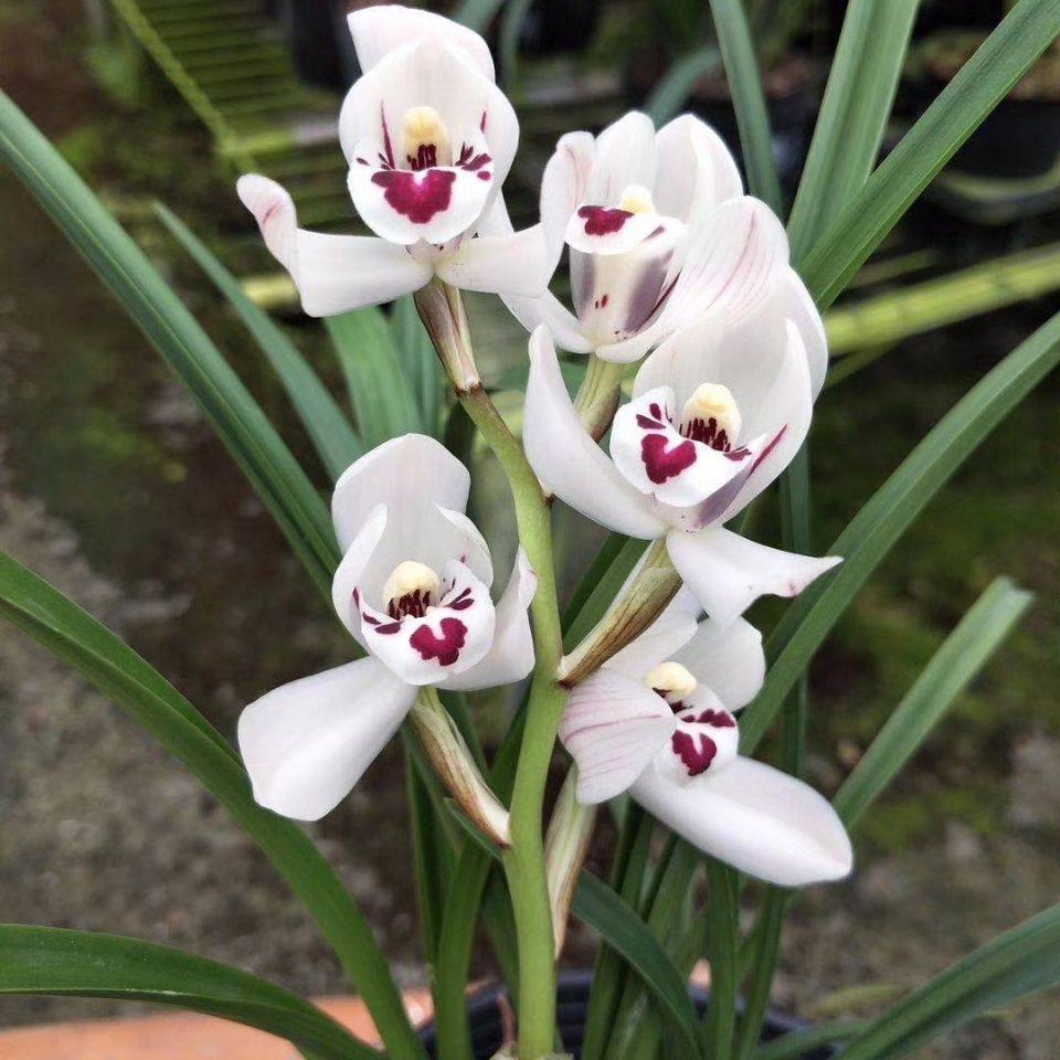 带花苞包邮云南老种兰花苗春兰名品【白荷】浓香型绿植花卉好养