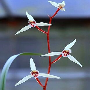 带花苞浓香型盆栽名品细叶寒兰【丹宫玉】兰花苗室内室外花卉大全