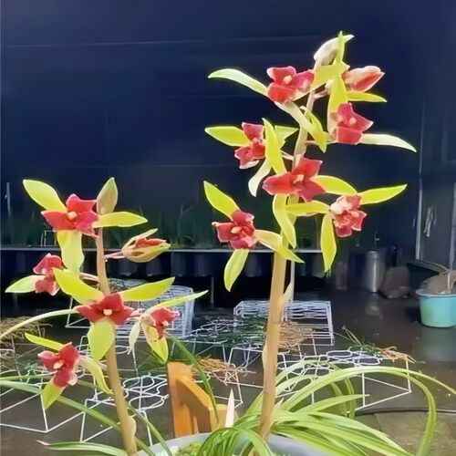 带花苞惠兰新品蝶花【中东之星】红舌兰花苗客厅阳台盆栽