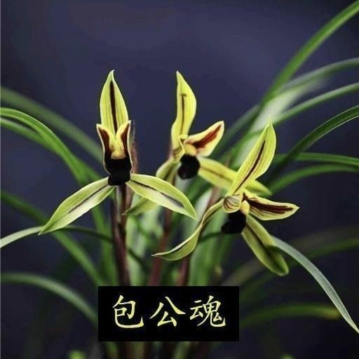 带花苞室内外阳台盆栽【包公魂】春兰名贵兰花苗绿植浓香花卉大全