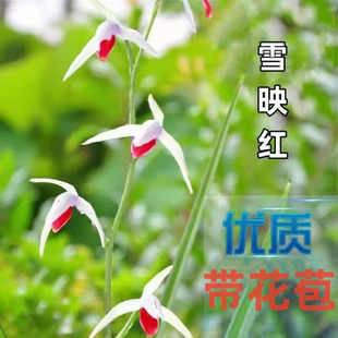 带花苞兰花苗名贵细叶春寒【血映红】浓香型室内外高档花卉绿植