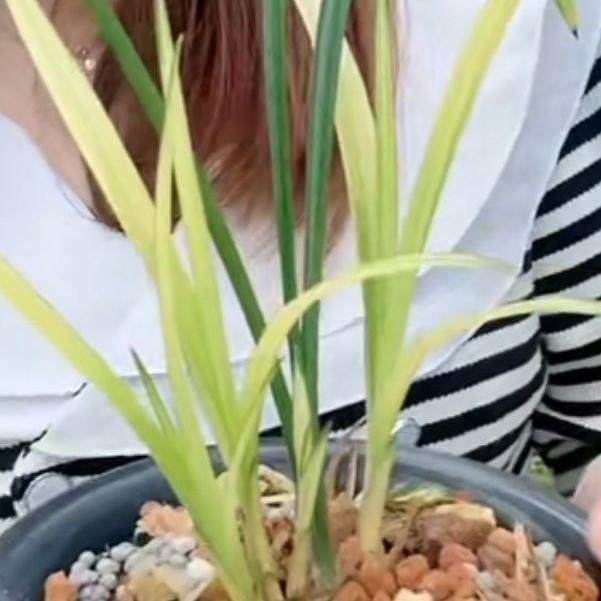 先明艺兰花苗【云南兰花】室内外阳台兰花大全红花叶艺兰草浓香型