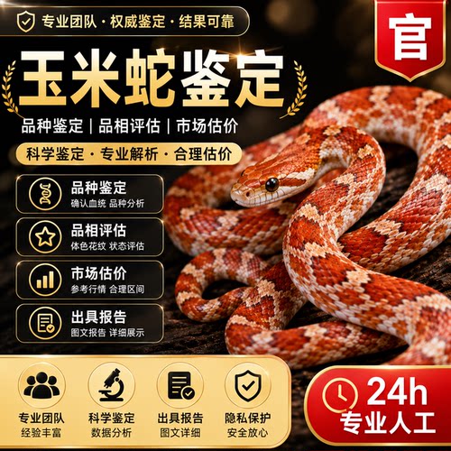 玉米蛇鉴定服务专业团队24h人工24h快速出结果科学鉴定