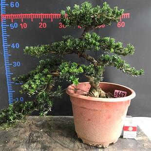 一图一拍米叶罗汉松实生阳台庭院客厅造型盆栽老桩迎客松四季常青