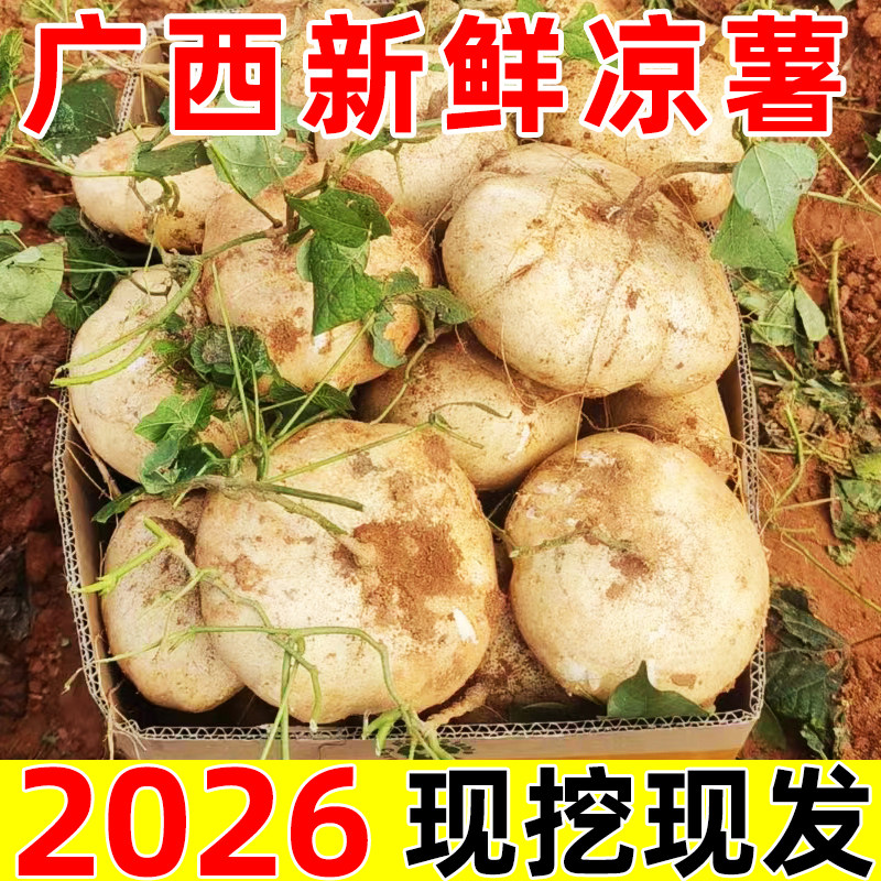 广西新鲜凉薯现挖地瓜番薯地萝卜农家蔬菜应季水果生吃即食白凉薯