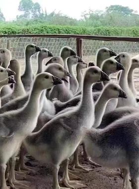 现货活的一斤大灰鹅苗小鹅特大种灰头鹅四季三花鹅纯种大头鹅