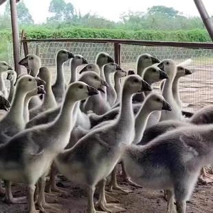 现货活的一斤大灰鹅苗小鹅特大种灰头鹅四季三花鹅纯种大头鹅