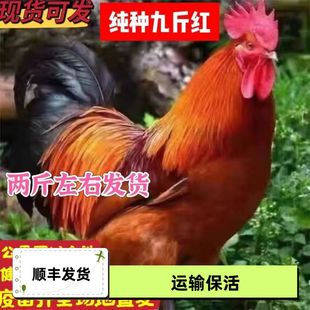 二斤左右九斤红大公鸡红玉大公鸡活鸡包活到家土鸡苗散养大种正宗