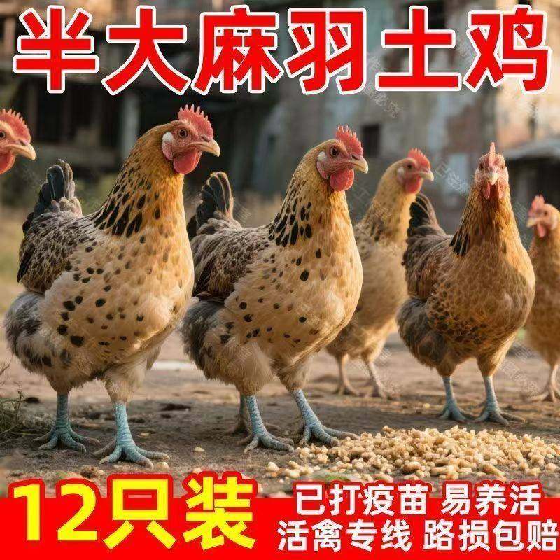 农家纯种土鸡活苗一斤脱温青脚麻鸡绿壳蛋鸡半大鸡苗老品种土鸡,畜牧/养殖物资,鸭苗/种鸭/种蛋/受精蛋,淘宝优惠券,粉丝福利购,淘宝优惠卷