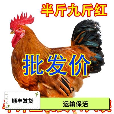 正宗半大九斤红农家散养