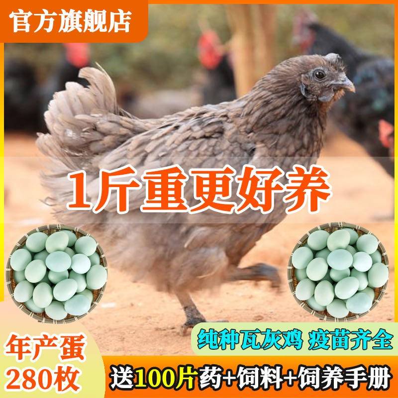 1斤现货纯种瓦灰鸡乌骨鸡苗散养绿壳蛋瓦灰鸡幼崽脱温鸡苗包活