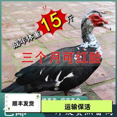 正宗黑番鸭一斤纯种红脸