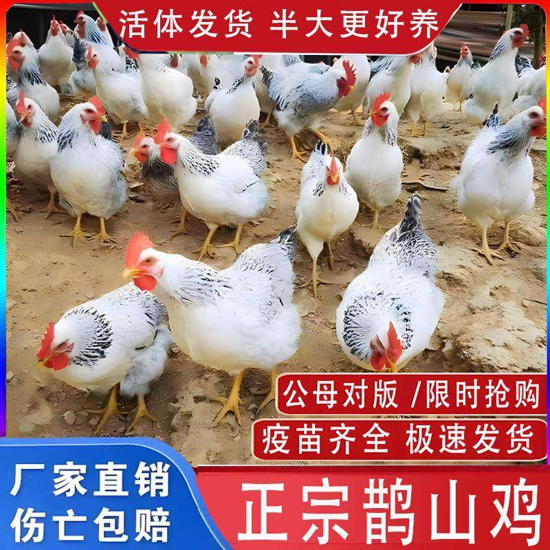 纯种鹊山鸡小鸡活苗绿壳蛋鸡白芦花活体脱温苗小鸡母鸡苗活体鸡苗,农用物资,动物种苗,淘宝优惠券,粉丝福利购,淘宝优惠卷