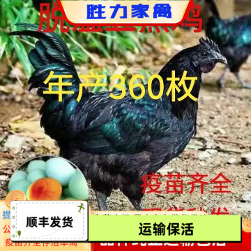 一斤脱温五黑鸡活苗下蛋