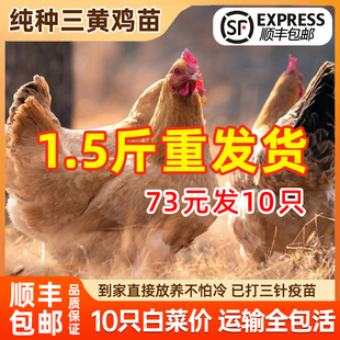 一斤三黄土鸡小鸡活苗1半斤大小鸡苗正宗高产蛋王鸡2幼苗脱温散养