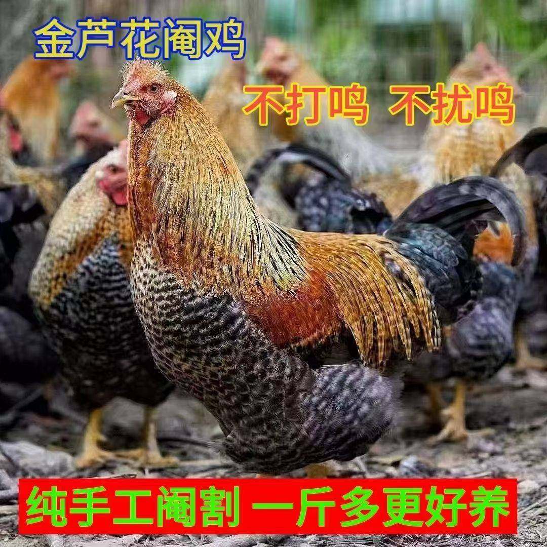 一斤金芦花鸡苗纯种芦花鸡阉鸡七彩活大公鸡活苗小鸡苗脱温鸡苗,农用物资,动物种苗,淘宝优惠券,粉丝福利购,淘宝优惠卷