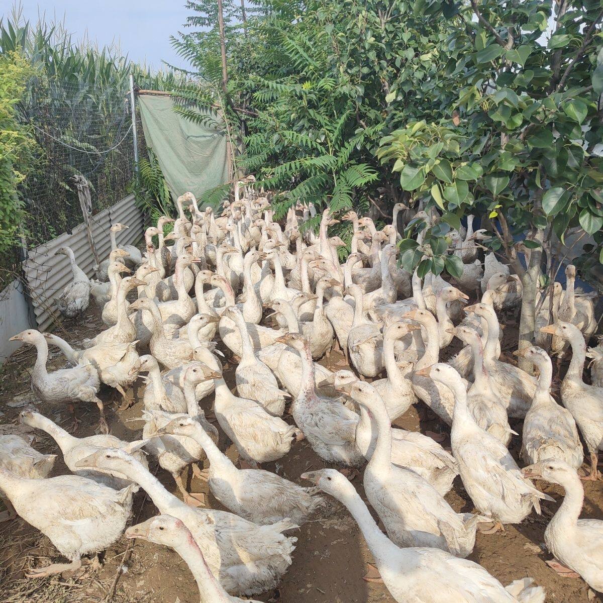 包活2只6大金花四季雁鹅成年狮头鹅马岗鹅下蛋皖西大白鹅灰鹅