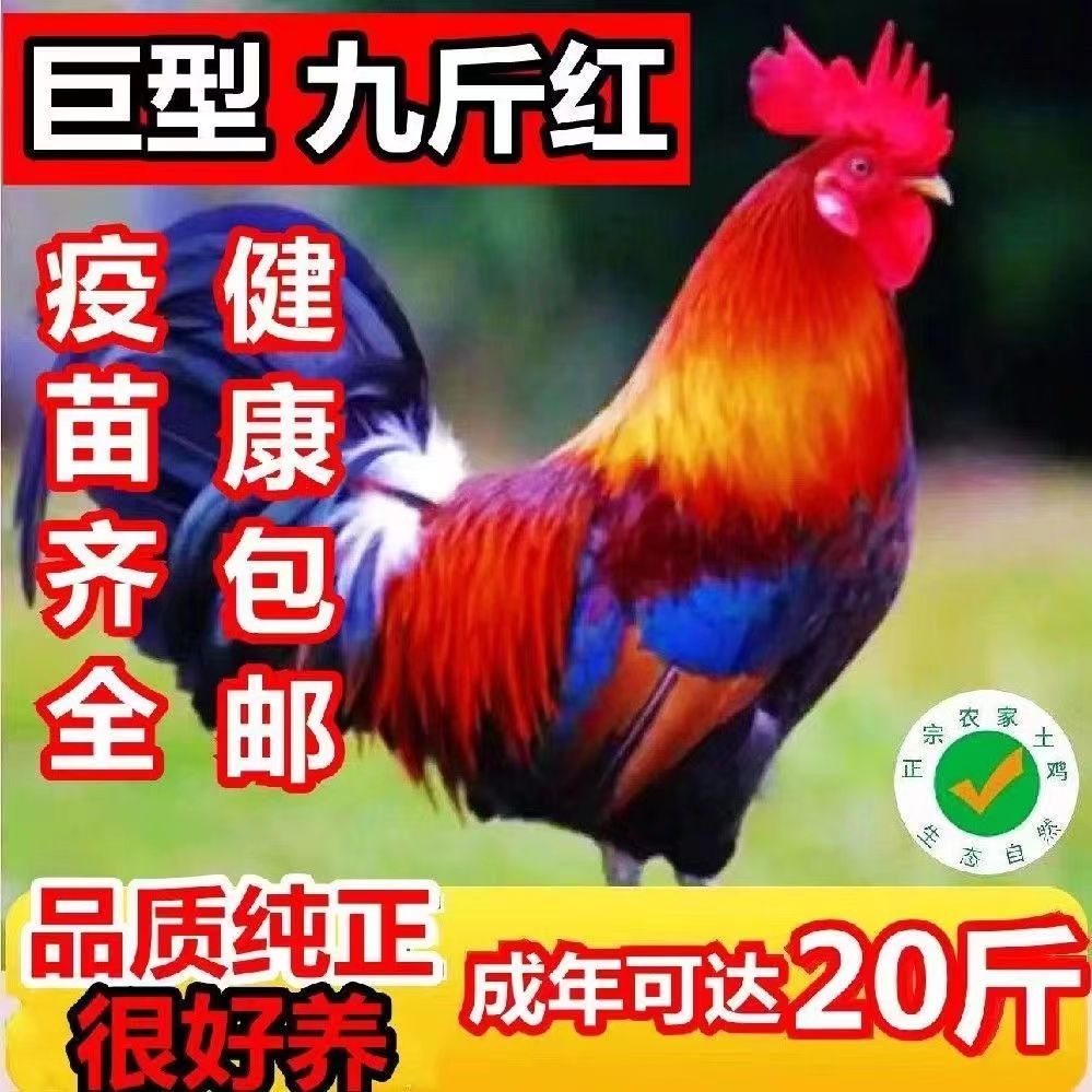 【现货现发】纯种九斤红大红公鸡活的农村散养笨鸡绿壳蛋鸡苗包邮