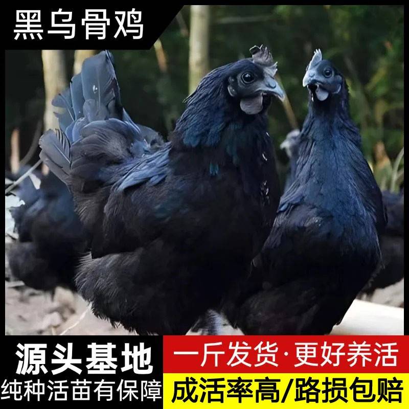 正宗纯种五黑鸡活苗一斤绿壳蛋鸡五黑一绿鸡活体青年鸡脱温乌骨鸡