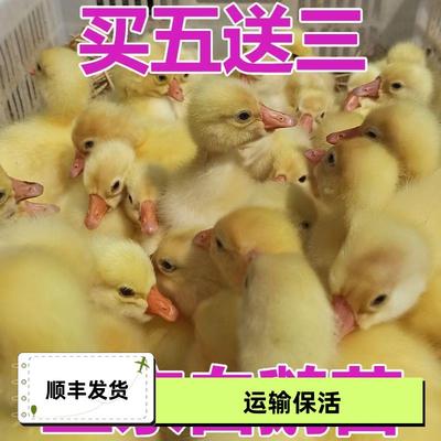 大种家养白鹅苗网红同款鹅崽活体四季鹅苗活产蛋王百子五龙鹅苗