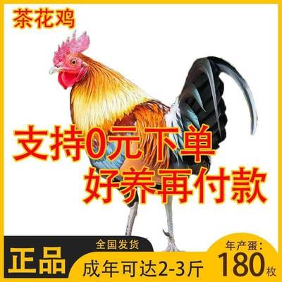半斤茶花鸡观赏鸡七彩山鸡散养土鸡正宗二代原鸡苗五彩鸡彩凤鸡苗