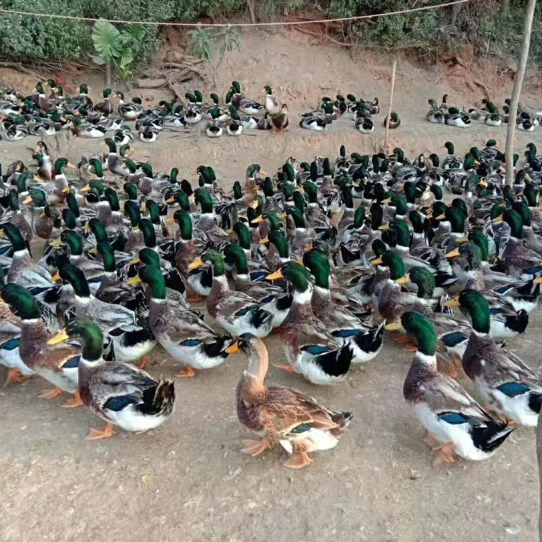正宗绿头鸭苗大种麻鸭青头鸭活鸭苗公鸭清仓青头鸭便宜包邮