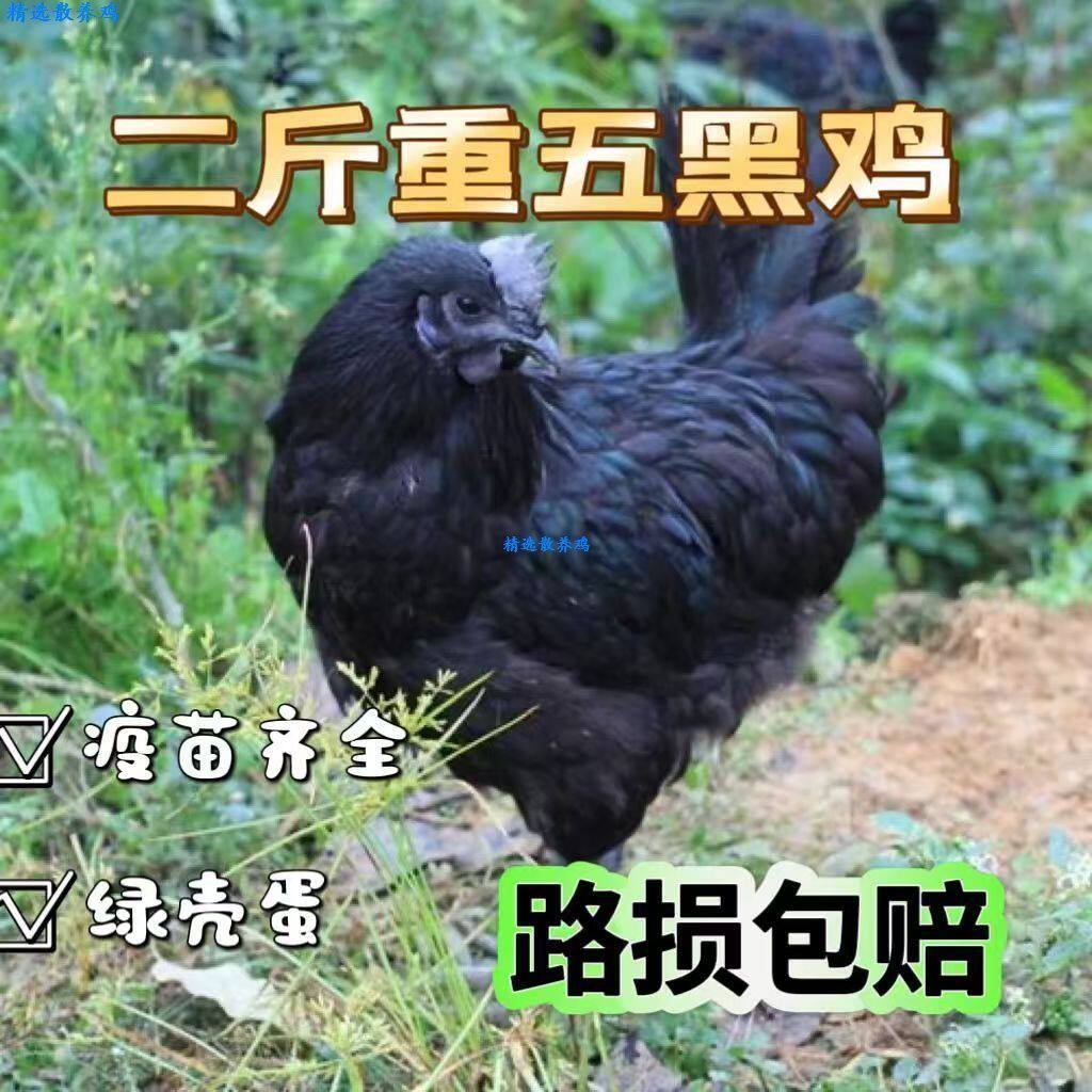 散养正宗乌鸡二斤左右五黑鸡活鸡乌骨鸡绿壳蛋黑乌鸡生态绿壳蛋鸡,农用物资,动物种苗,淘宝优惠券,粉丝福利购,淘宝优惠卷