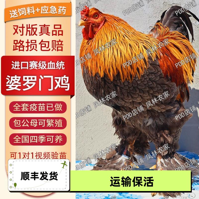 正宗婆罗门鸡苗纯种进口