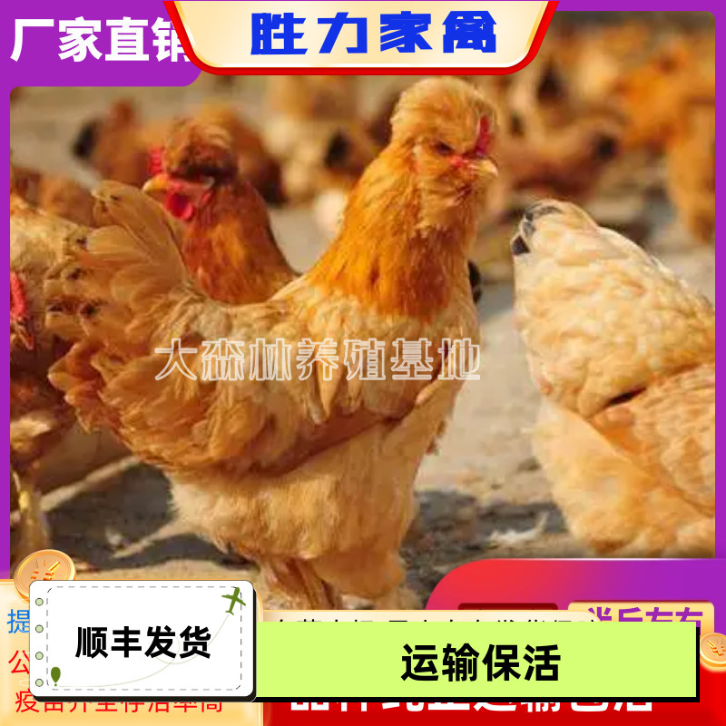 正宗北京油鸡活苗宫廷黄鸡土鸡活苗白油鸡苗脱温苗蛋鸡活苗观赏鸡