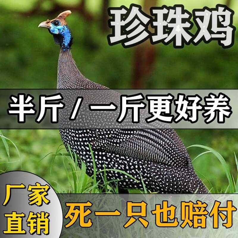 正宗珍珠鸡农家散养一斤纯种活苗半大脱温珍珠鸡活体大型观赏鸡苗,畜牧/养殖物资,鸭苗/种鸭/种蛋/受精蛋,淘宝优惠券,粉丝福利购,淘宝优惠卷
