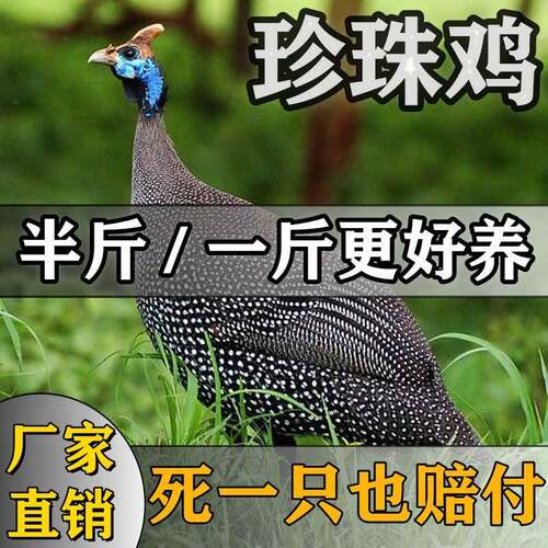 正宗珍珠鸡农家散养一斤纯种活苗半大脱温珍珠鸡活体大型观赏鸡苗