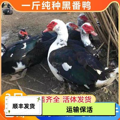 一斤正宗纯种番鸭红脸鸳鸯活苗活鸭子包活到家黑番鸭包邮大种鸭子