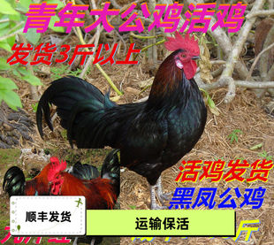 散养大公鸡活鸡公鸡活体黑凤公鸡九斤红公鸡活苗大红公鸡活体鸡苗