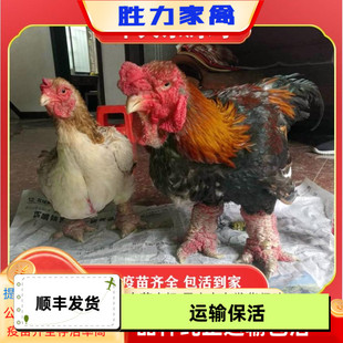 巨型东涛鸡活苗半大小鸡脱温观赏鸡一斤小鸡仔越南大脚包邮纯种