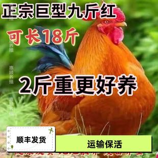 精选二斤九斤红大公鸡活的红玉大公鸡活鸡包活到家土鸡苗散养大种