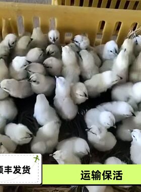 【20只江山白乌骨鸡出壳苗活的】白色乌骨鸡白乌鸡纯白乌骨鸡白羽