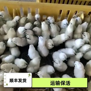 【20只江山白乌骨鸡出壳苗活的】白色乌骨鸡白乌鸡纯白乌骨鸡白羽