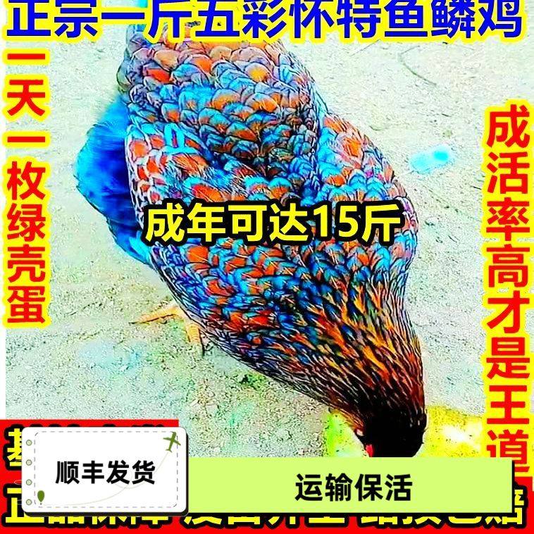 正宗一斤五彩怀特鱼鳞鸡苗活苗下绿壳蛋路损包赔基地直发好养,农用物资,动物种苗,淘宝优惠券,粉丝福利购,淘宝优惠卷
