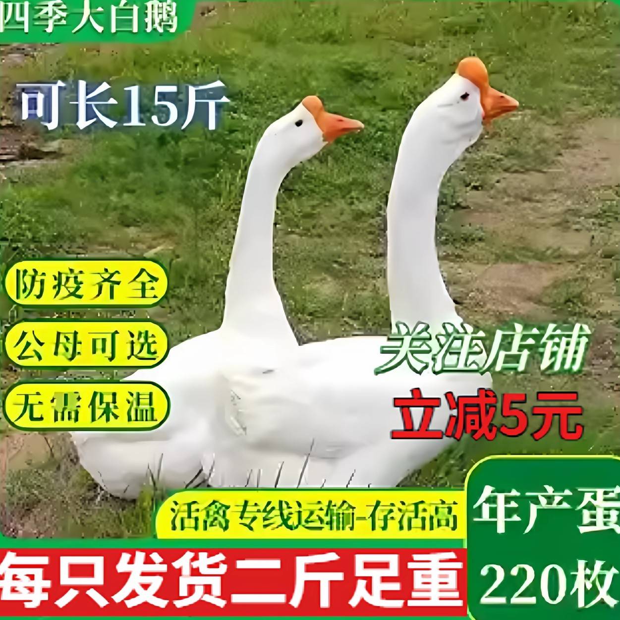 二斤鹅活苗产蛋王大种四季鹅苗散养大白鹅三花鹅五龙豁眼鹅小鹅仔