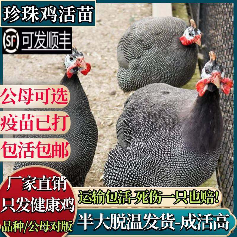 纯种珍珠鸡活苗半大珍珠棉鸡活体半斤脱温珍珠鸡苗小鸡活苗观赏鸡