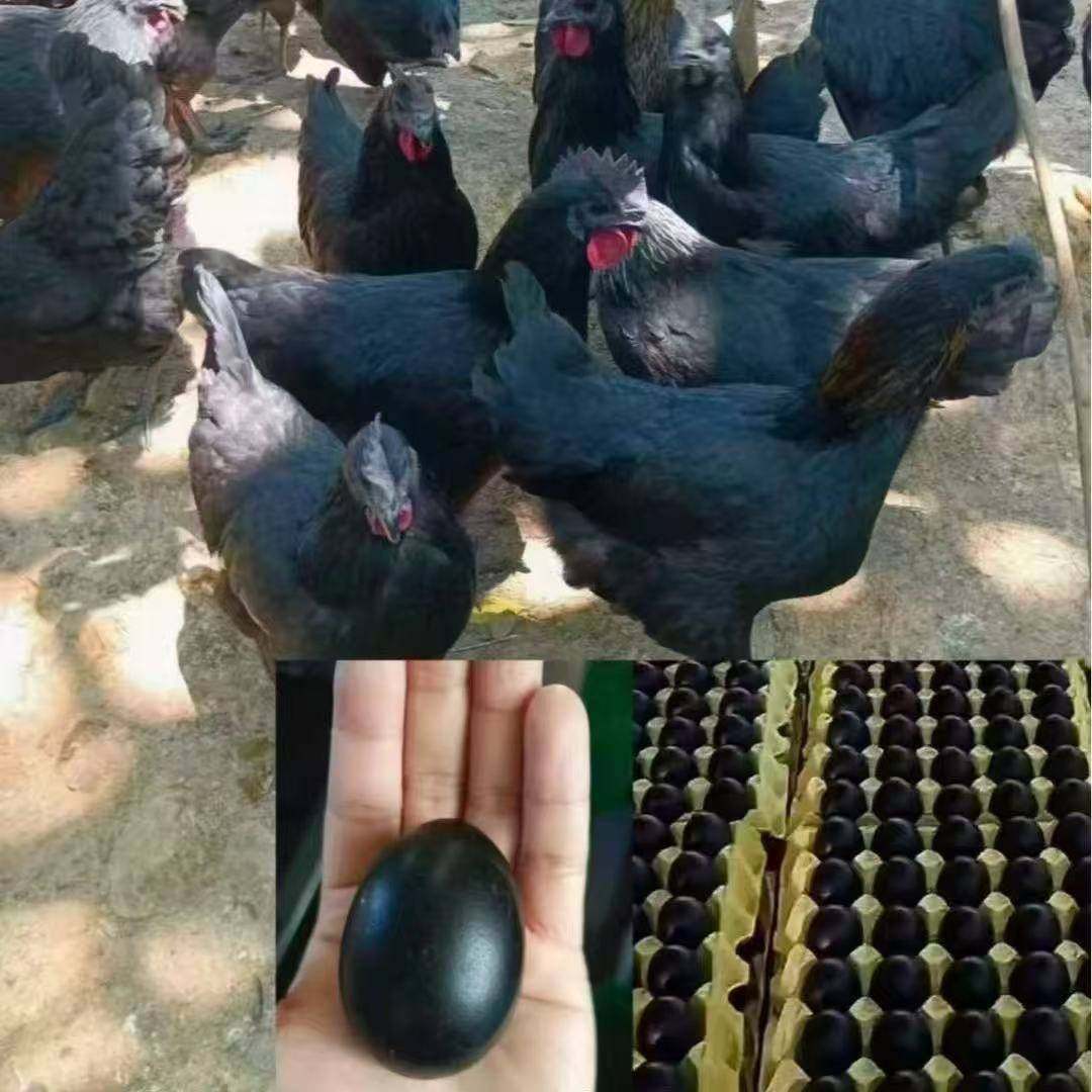 【黑壳蛋鸡】营养价值丰富黑壳蛋鸡苗正宗可以下黑壳蛋的黑鸡苗,畜牧/养殖物资,鸡苗/种鸡/种蛋/受精蛋,淘宝优惠券,粉丝福利购,淘宝优惠卷