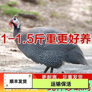 正宗农家散养1一斤纯种珍珠鸡活苗真珠鸡温珍珠鸡活大型观赏鸡苗