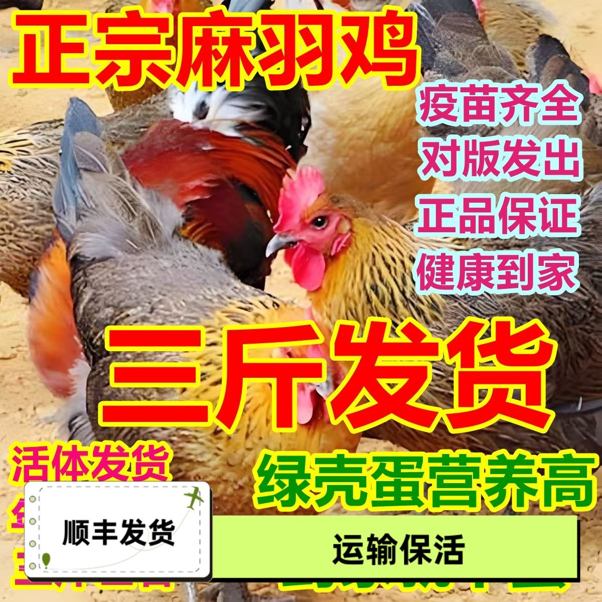 【正宗】3斤重麻羽母鸡到