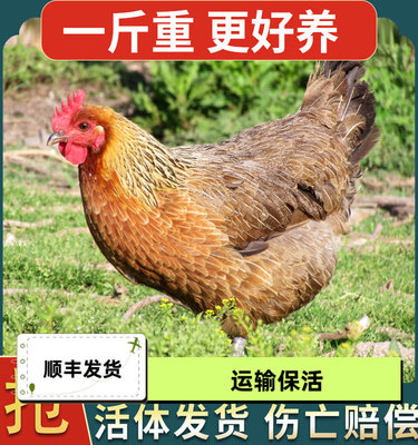 一斤下蛋鸡产蛋王鸡活苗高产麻羽绿壳蛋鸡活体小鸡活苗土鸡苗蛋鸡