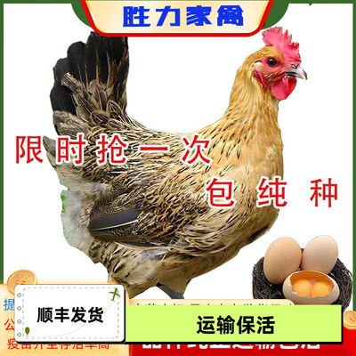一斤双黄蛋麻鸡土鸡活苗