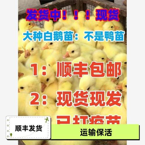 小鹅活苗白幼苗产蛋王鹅