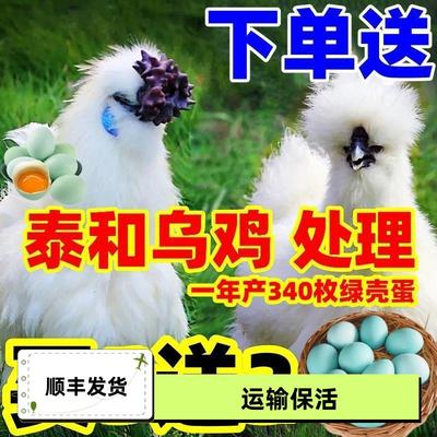 正宗散养纯正白毛乌骨鸡白凤乌鸡泰和乌鸡苗小鸡活苗脱温鸡苗包邮